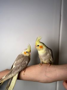 Корелла, ручна корела, ручні викормиші папужки, щокасті малюки з днк тестами