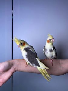 Корелла, ручна корела, ручні викормиші папужки, щокасті малюки з днк тестами