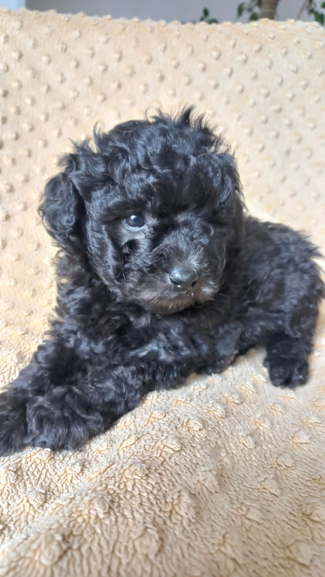 Цуценята пудель мініатюра СРІБЛО