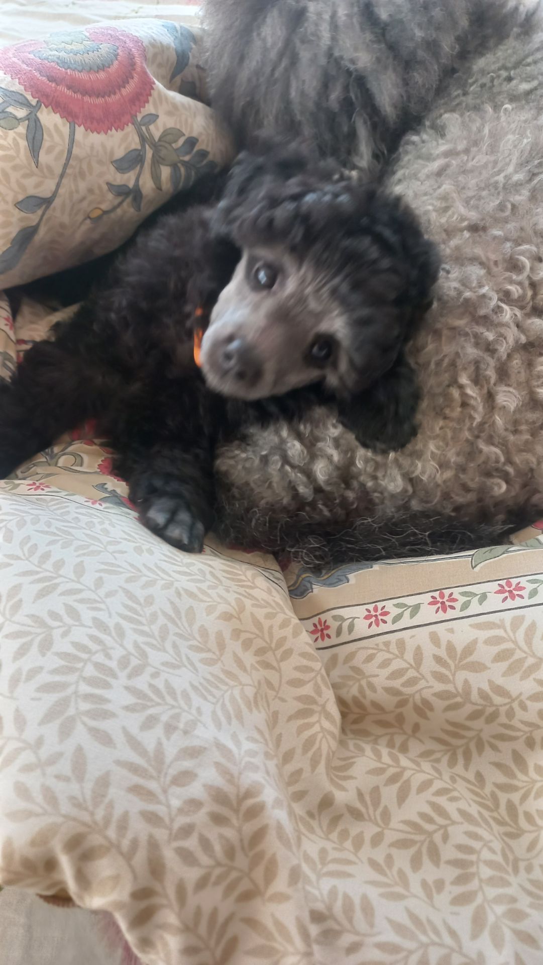 Цуценята пудель мініатюра СРІБЛО