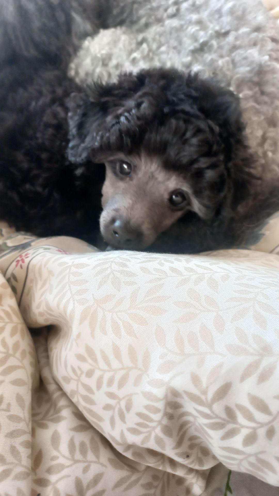 Цуценята пудель мініатюра СРІБЛО