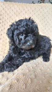 Цуценята пудель мініатюра СРІБЛО