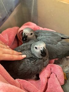 Жако, сірий папуга африканський, ручной жако выкормыш, говорящий попугай жако, птенцы от 3 мес