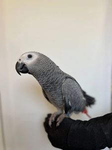 Жако, сірий папуга африканський, ручной жако выкормыш, говорящий попугай жако, птенцы от 3 мес