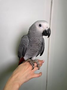 Жако, сірий папуга африканський, ручной жако выкормыш, говорящий попугай жако, птенцы от 3 мес