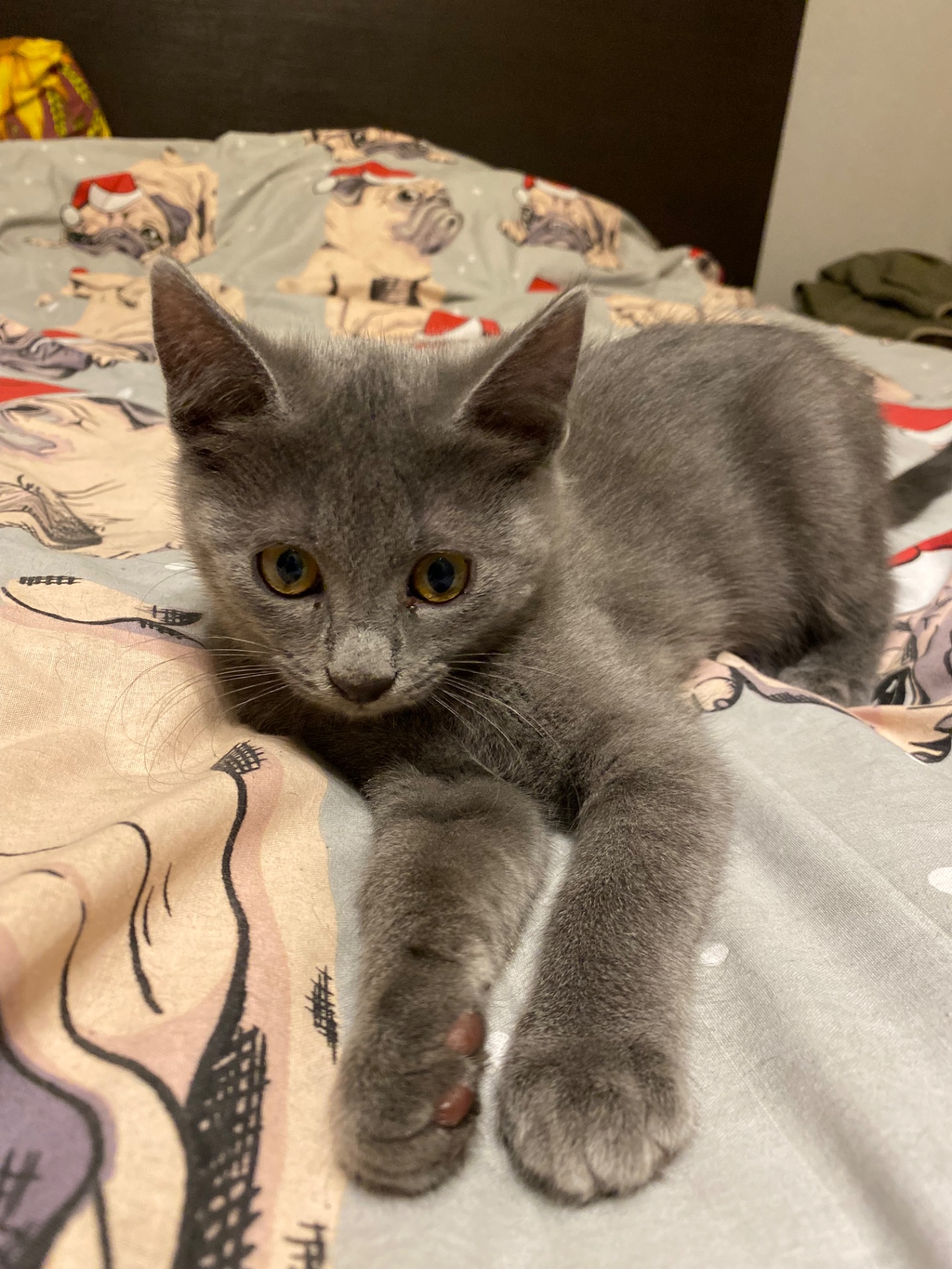 Чудові кошенята 3 місяці