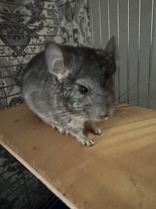 Хлопчик та дівчина