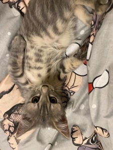 Чудові кошенята 3 місяці