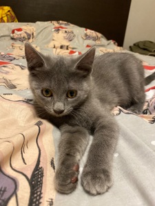 Чудові кошенята 3 місяці