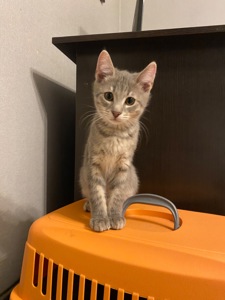 Чудові кошенята 3 місяці