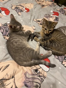 Чудові кошенята 3 місяці