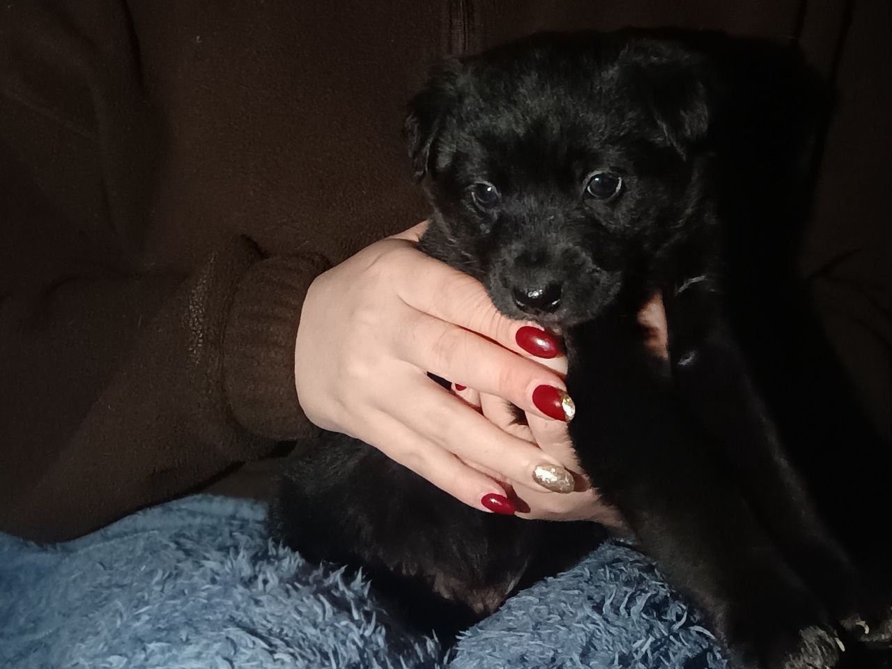 Віддамо цуценят дівчаток в добрі руки