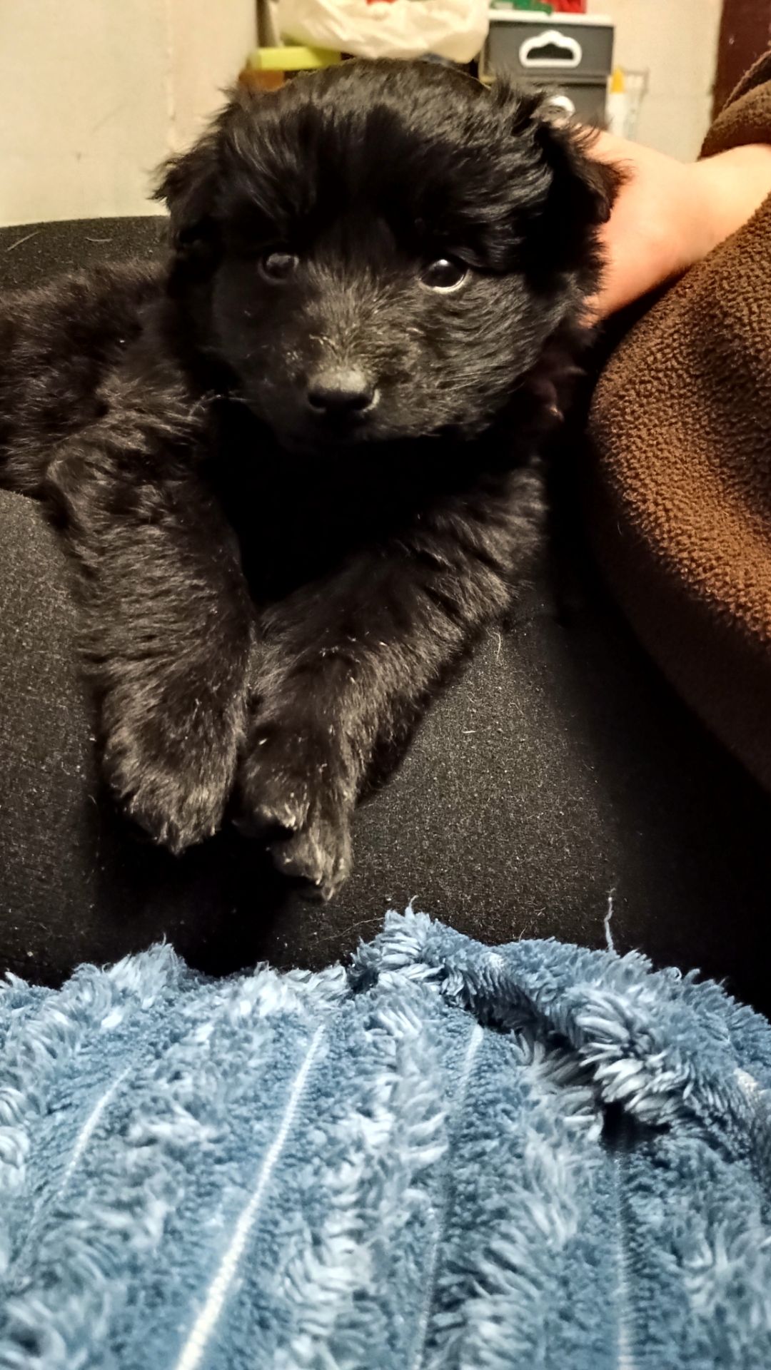 Віддамо цуценят дівчаток в добрі руки