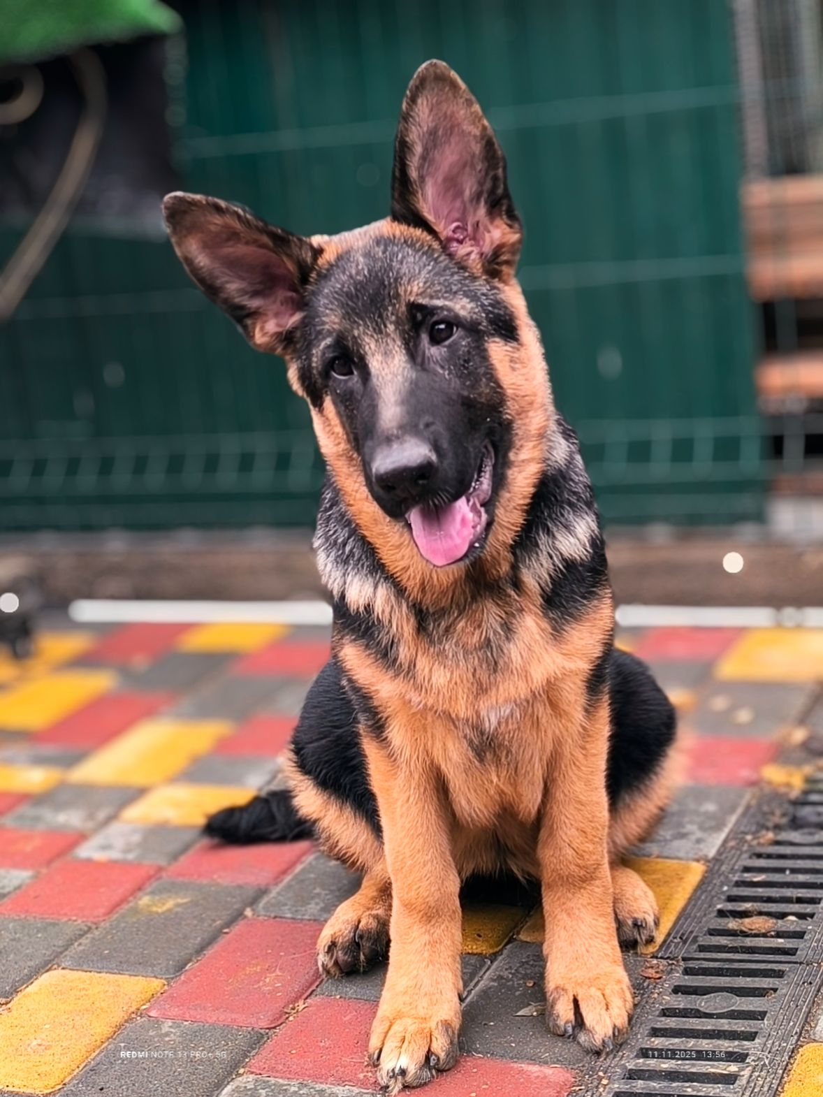 Цуценята німецької вівчарки