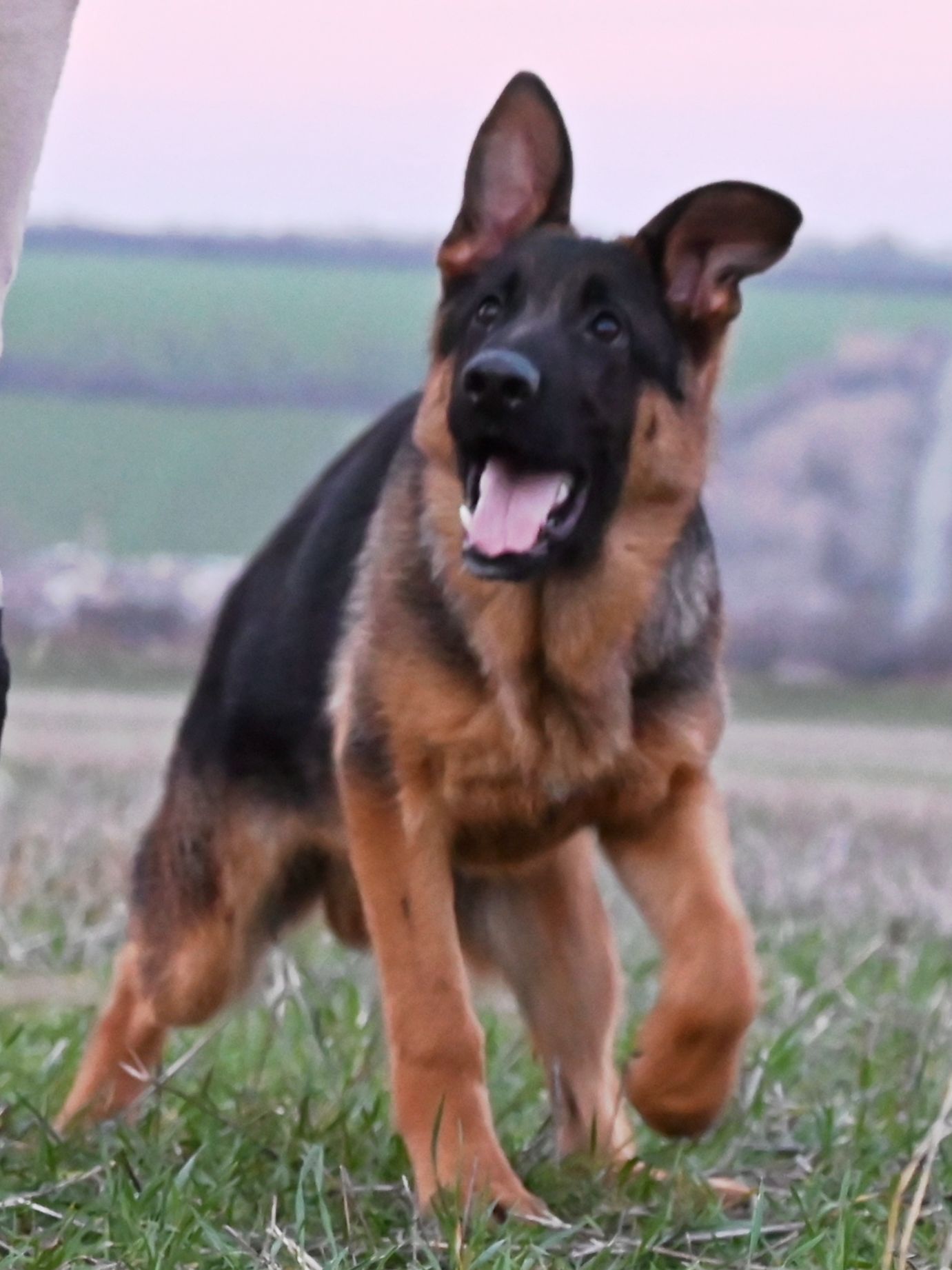 Цуценята німецької вівчарки