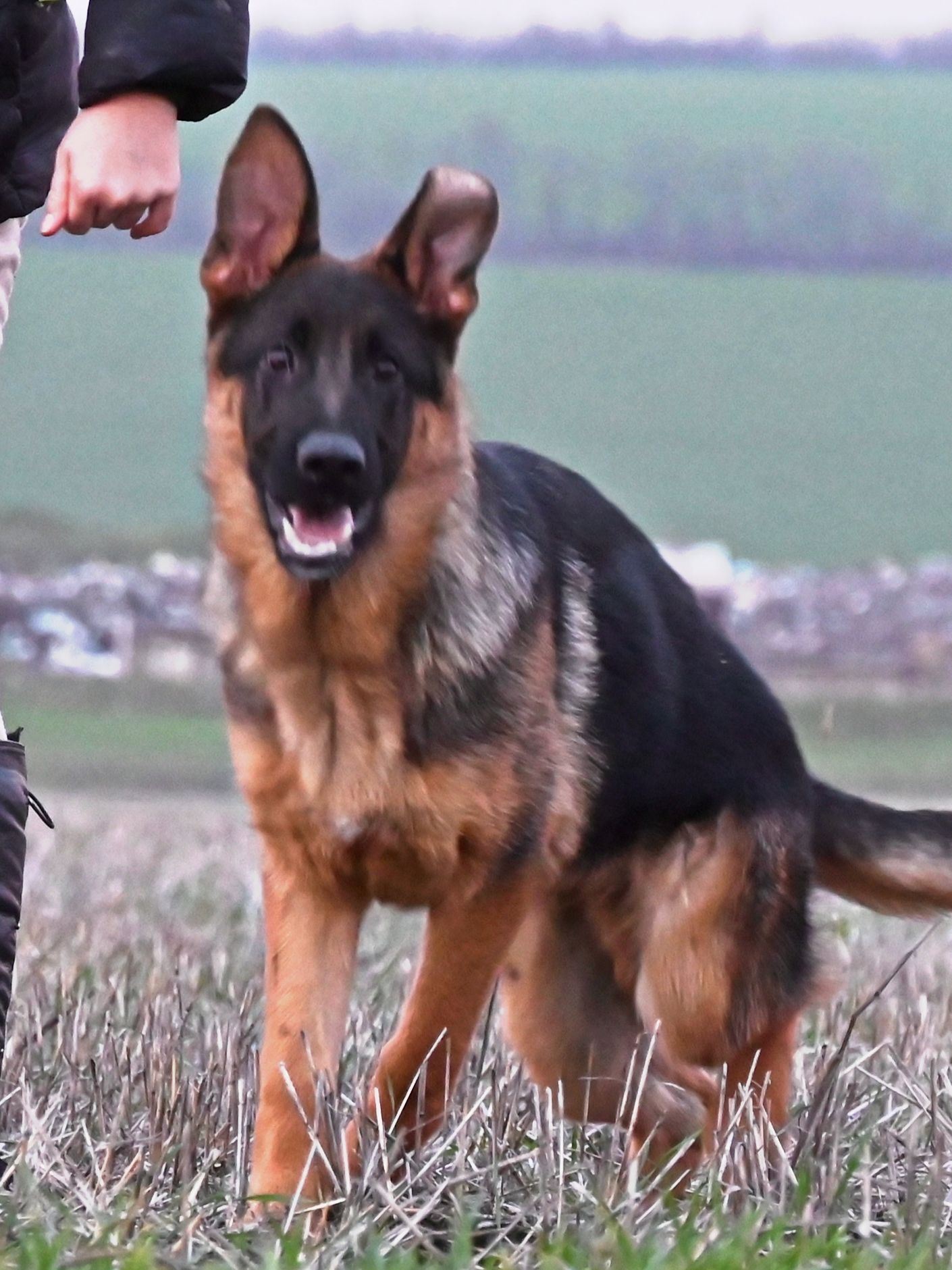 Цуценята німецької вівчарки