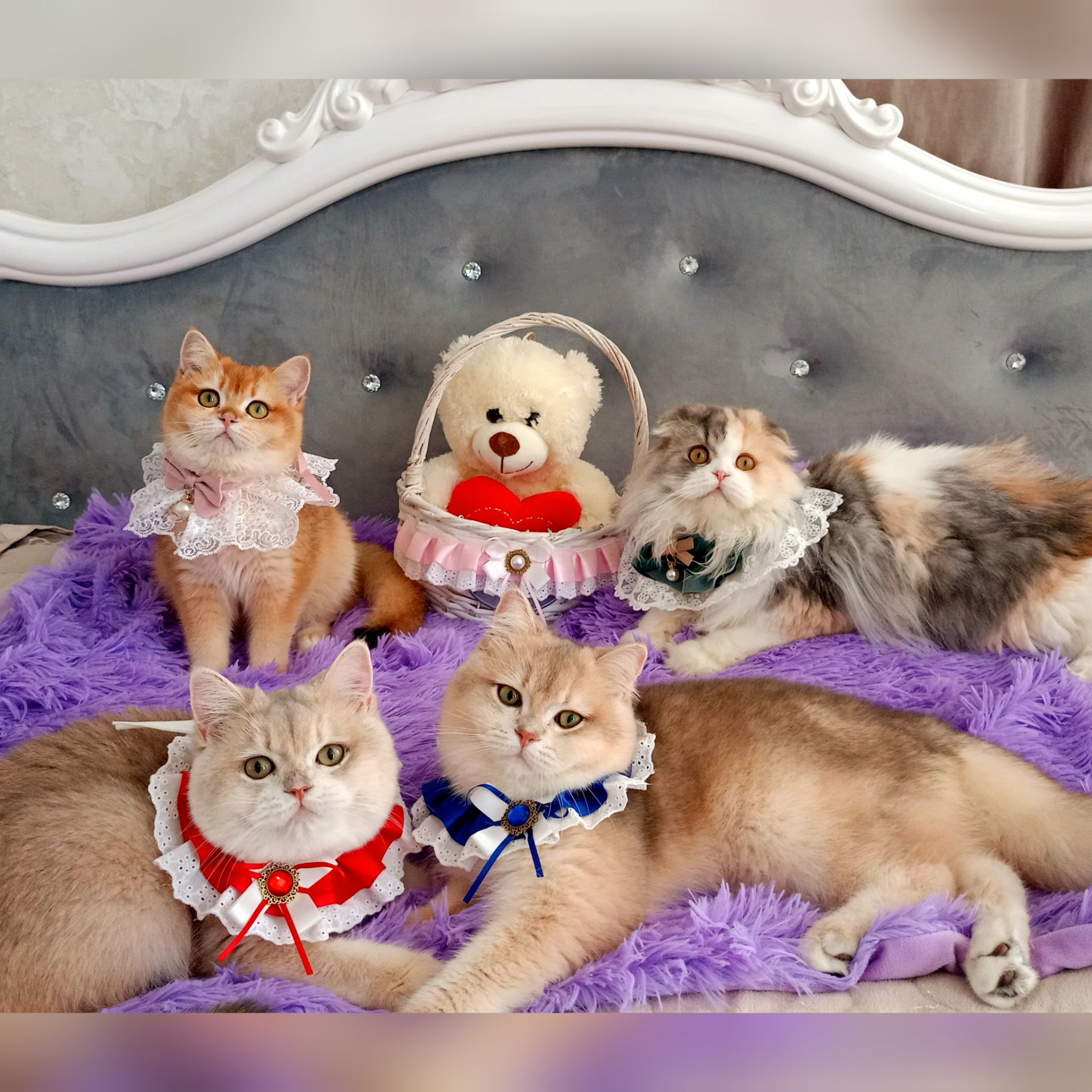 Британська золота шиншилла