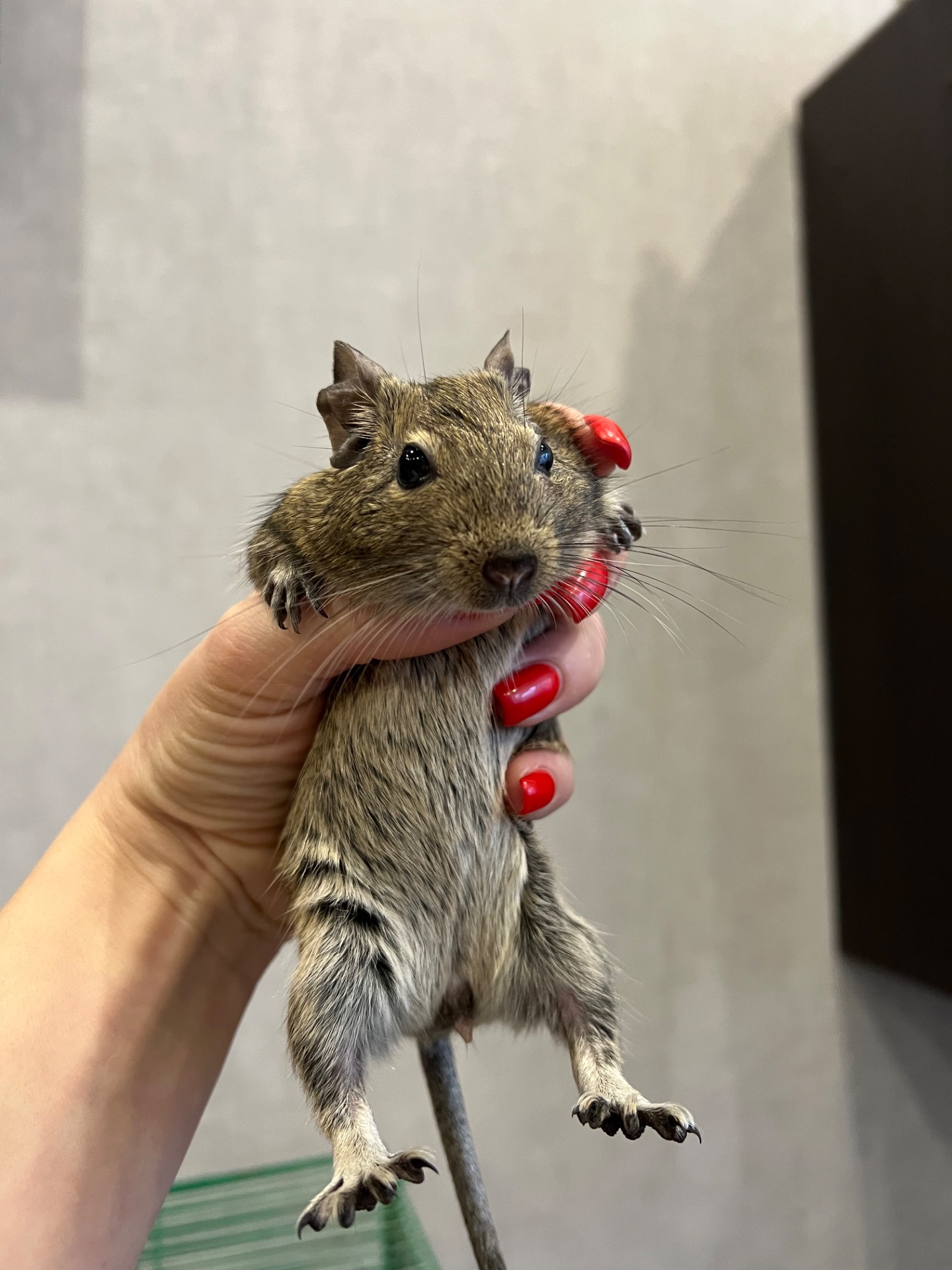 Чилийская белка