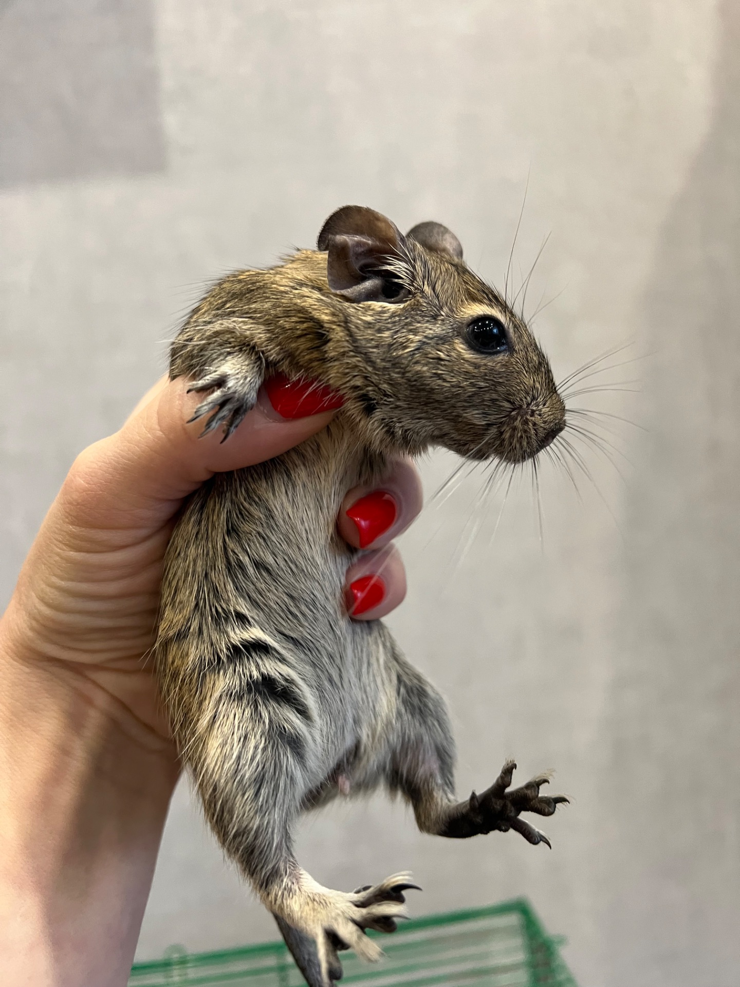 Чилийская белка