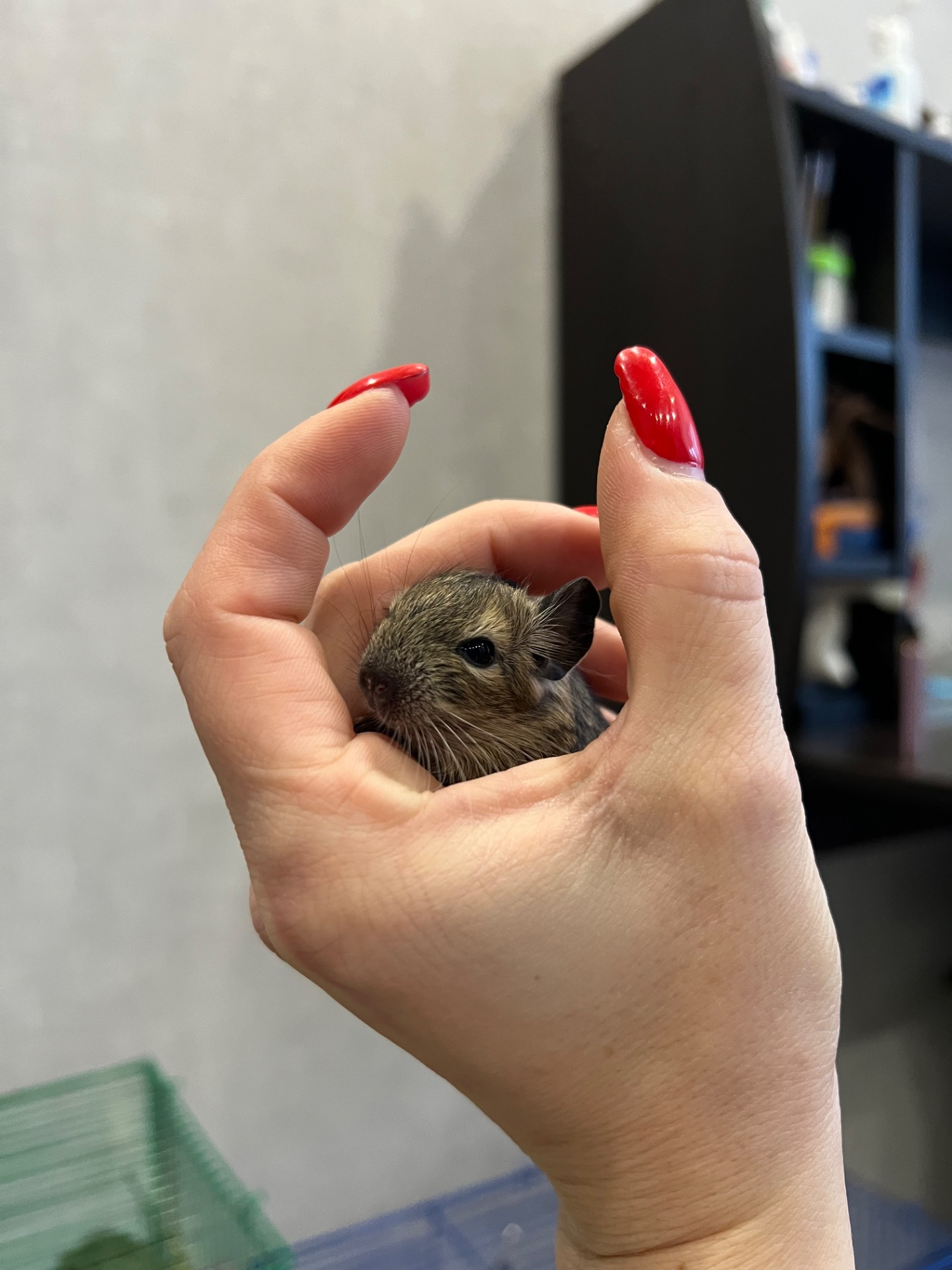 Чилийская белка