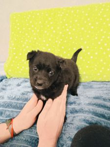 Віддамо цуценят дівчаток в добрі руки