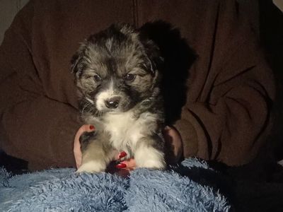 Віддамо цуценят дівчаток в добрі руки