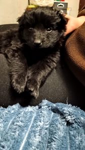 Віддамо цуценят дівчаток в добрі руки