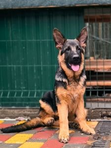 Цуценята німецької вівчарки