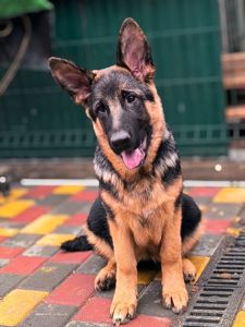 Цуценята німецької вівчарки