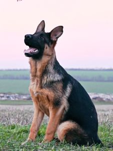 Цуценята німецької вівчарки