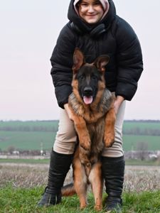 Цуценята німецької вівчарки