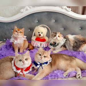 Британська золота шиншилла