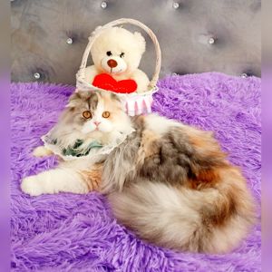 Неймовірна красуня