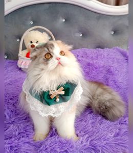 Неймовірна красуня