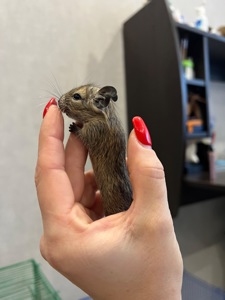 Чилийская белка