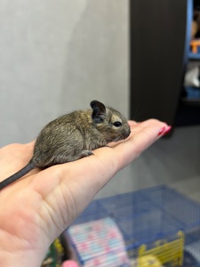 Чилийская белка