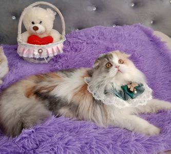 Неймовірна красуня