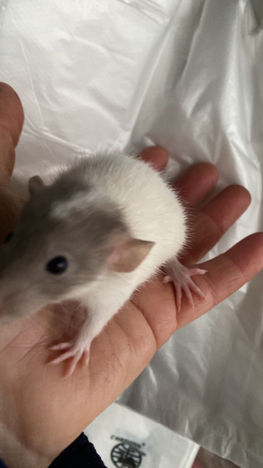 Пацюче дамбо