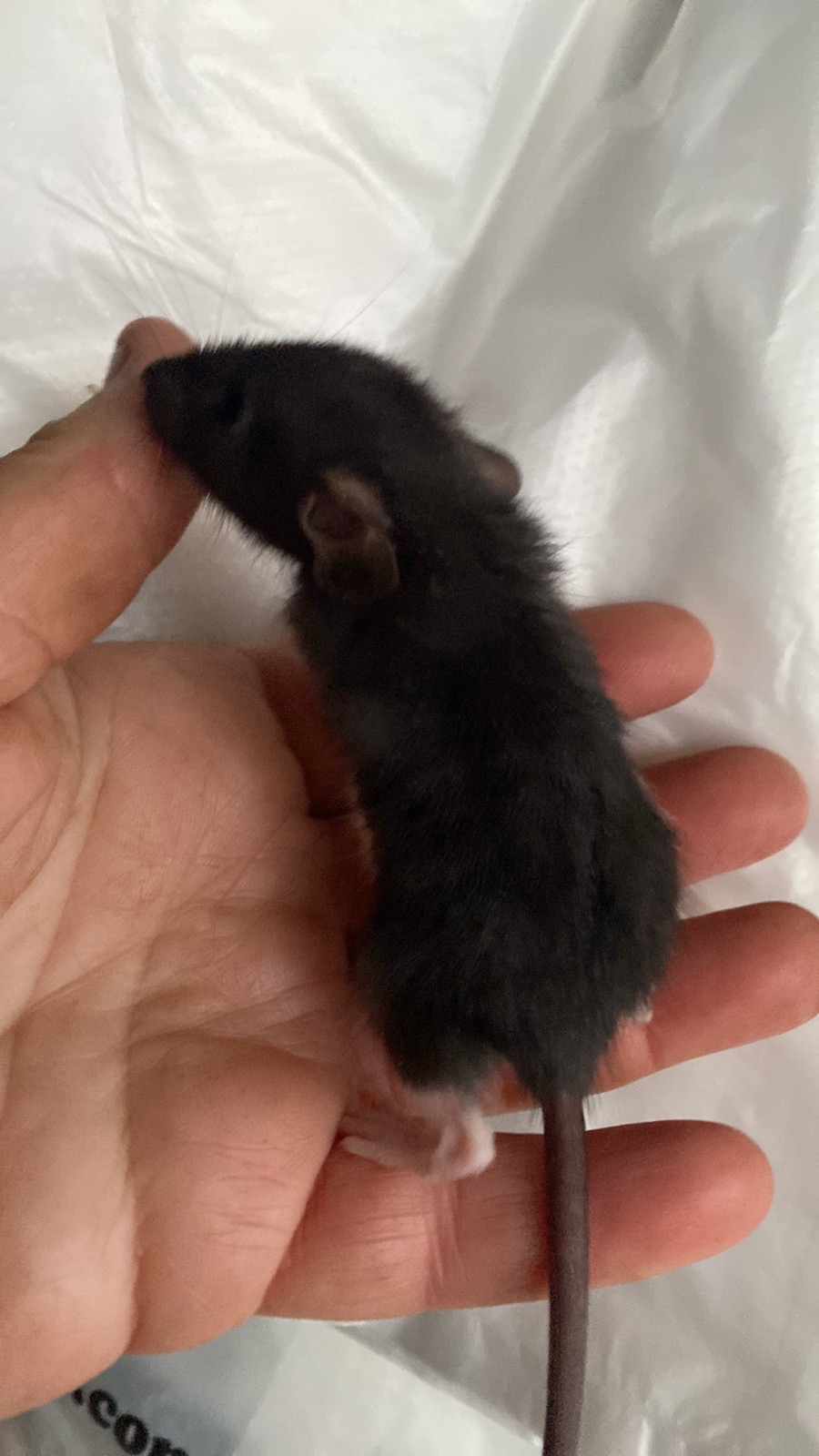 Пацюче дамбо