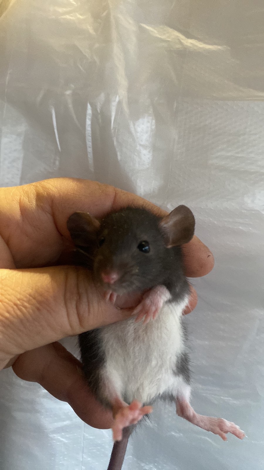 Пацюче дамбо