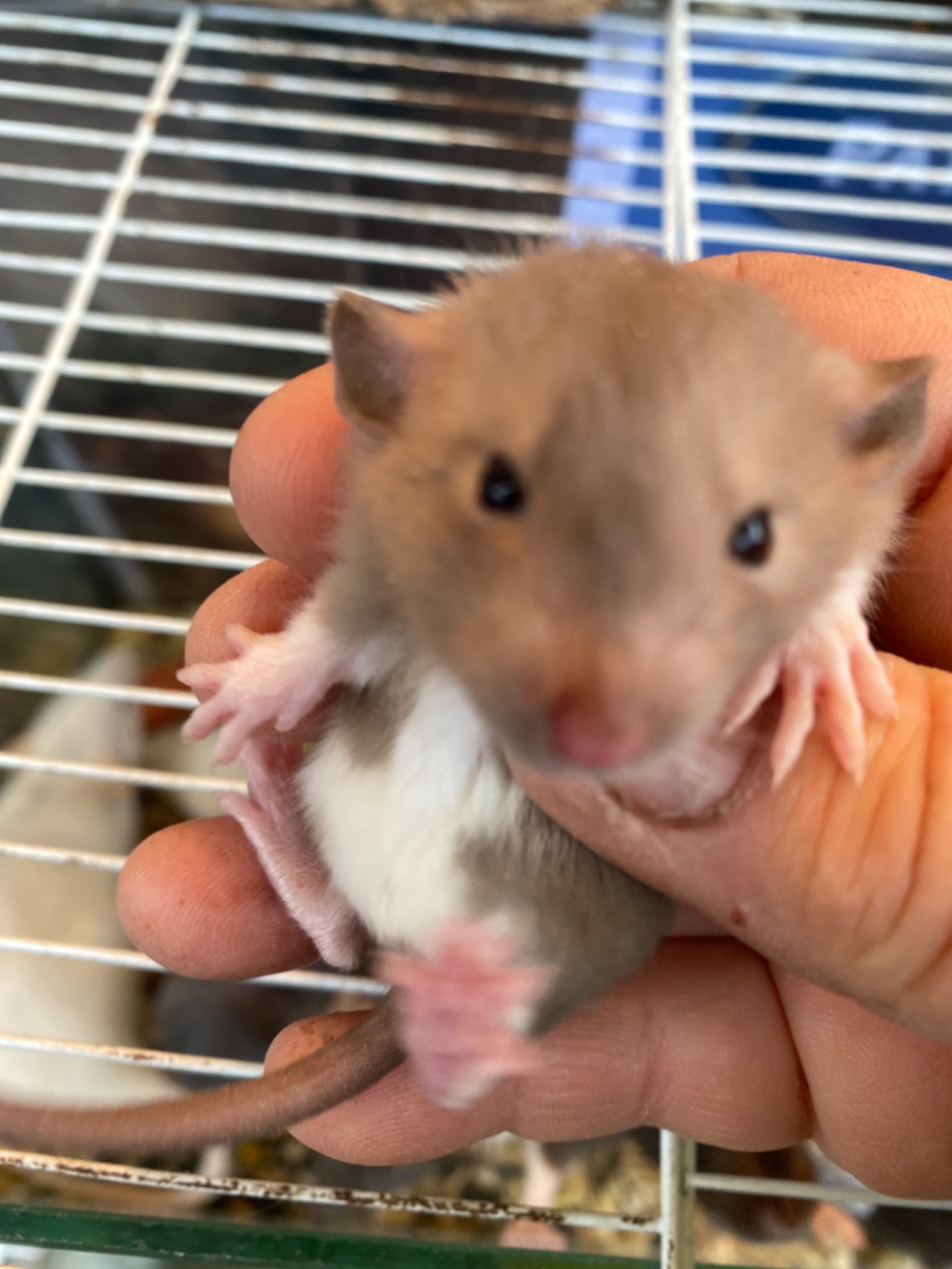 Пацюче дамбо