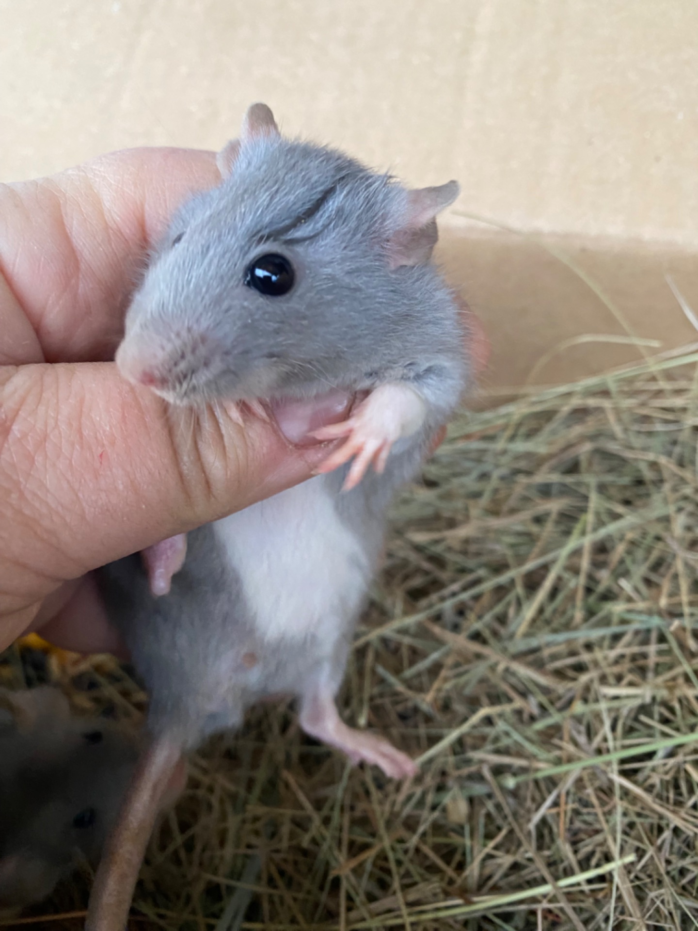 Пацюче дамбо