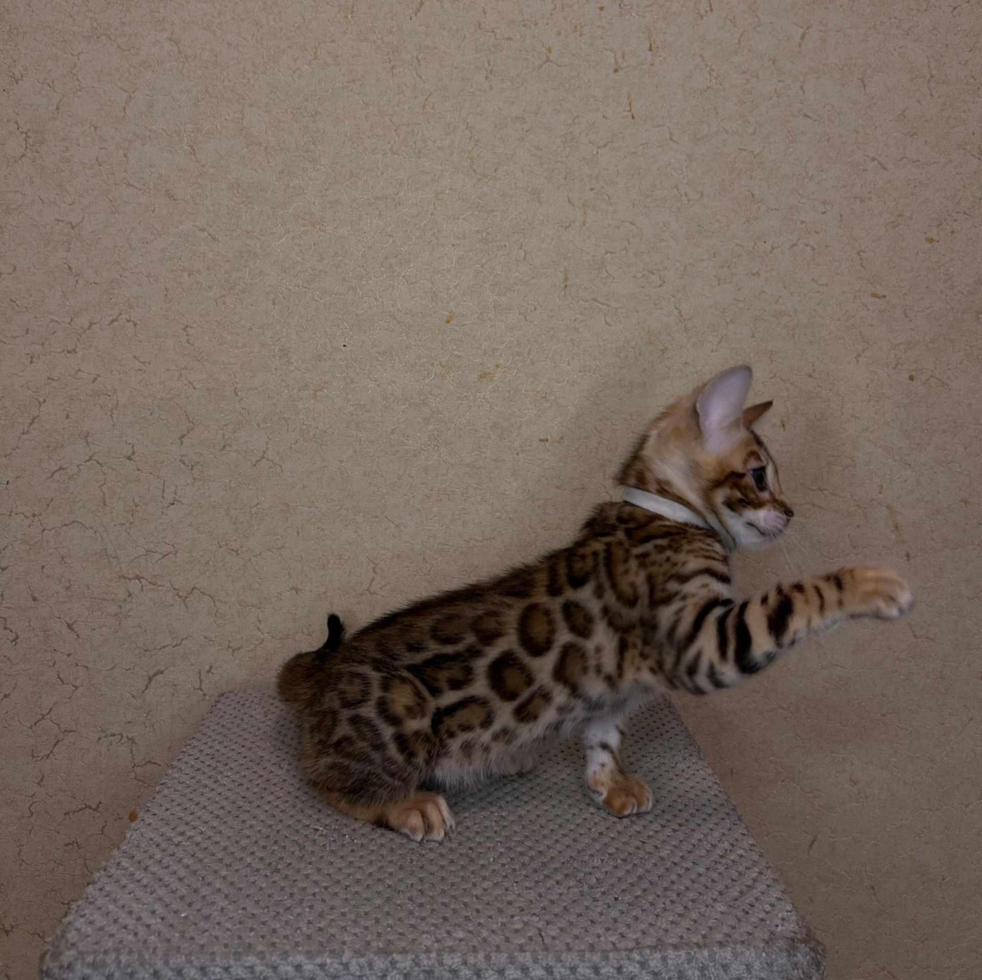 Чудові Бенгальські кошенята