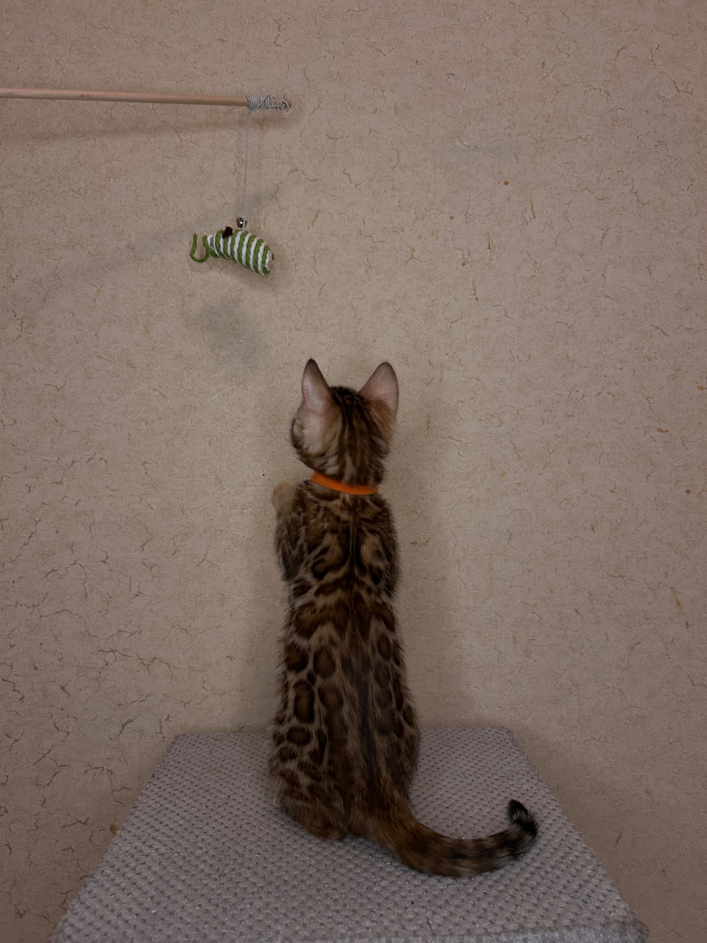 Чудові Бенгальські кошенята