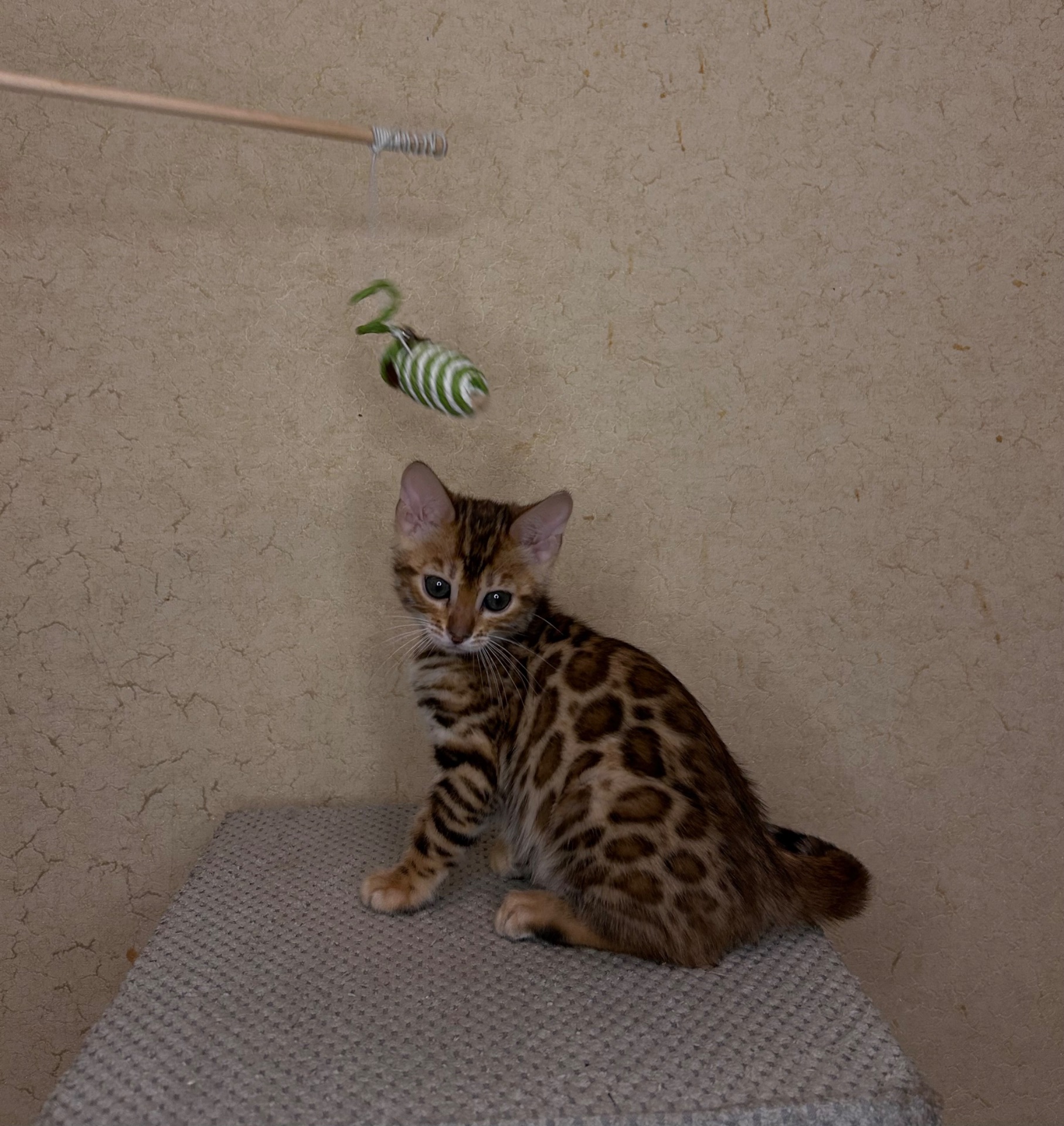 Чудові Бенгальські кошенята