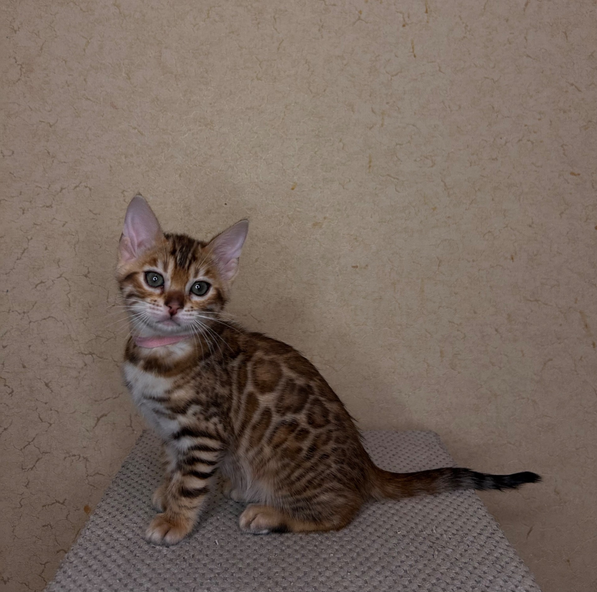 Чудові Бенгальські кошенята