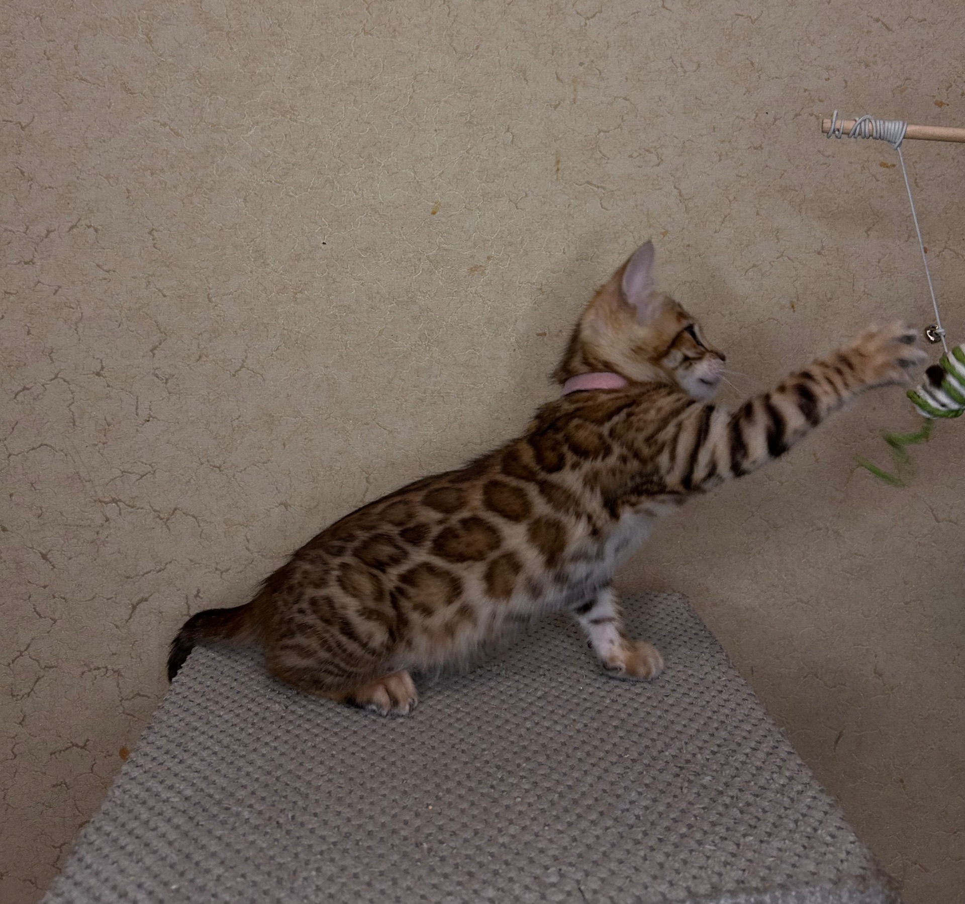 Чудові Бенгальські кошенята