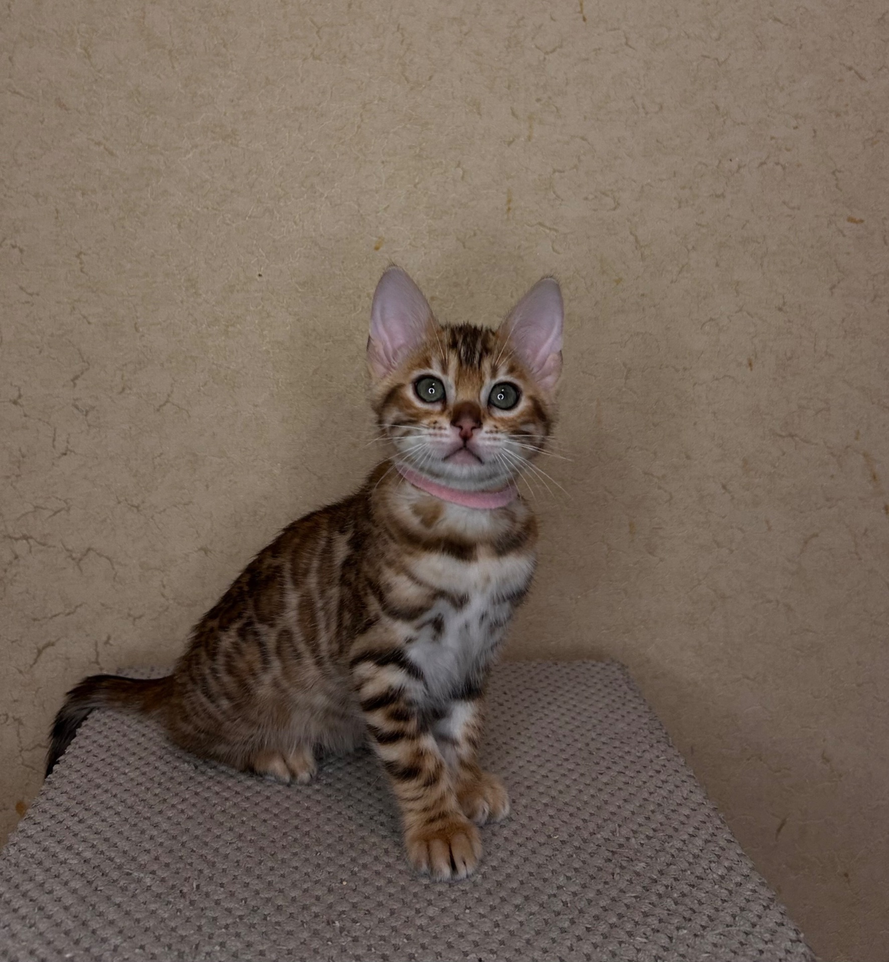 Чудові Бенгальські кошенята