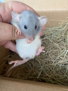 Пацюче дамбо