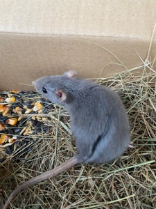 Пацюче дамбо